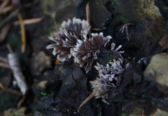Thelephora caryophyllea