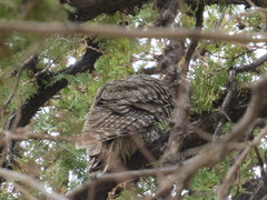 Strix occidentalis lucida
