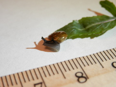 Zonitidae