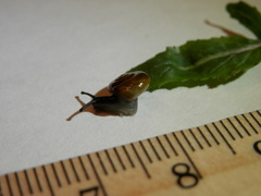 Zonitidae
