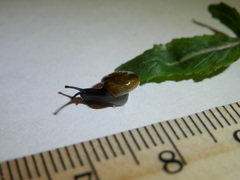 Zonitidae