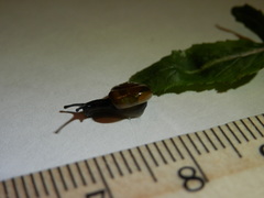 Zonitidae