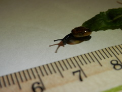 Zonitidae