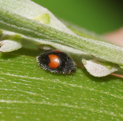 Diomus notescens