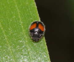 Diomus notescens