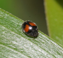 Diomus notescens