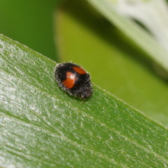 Diomus notescens