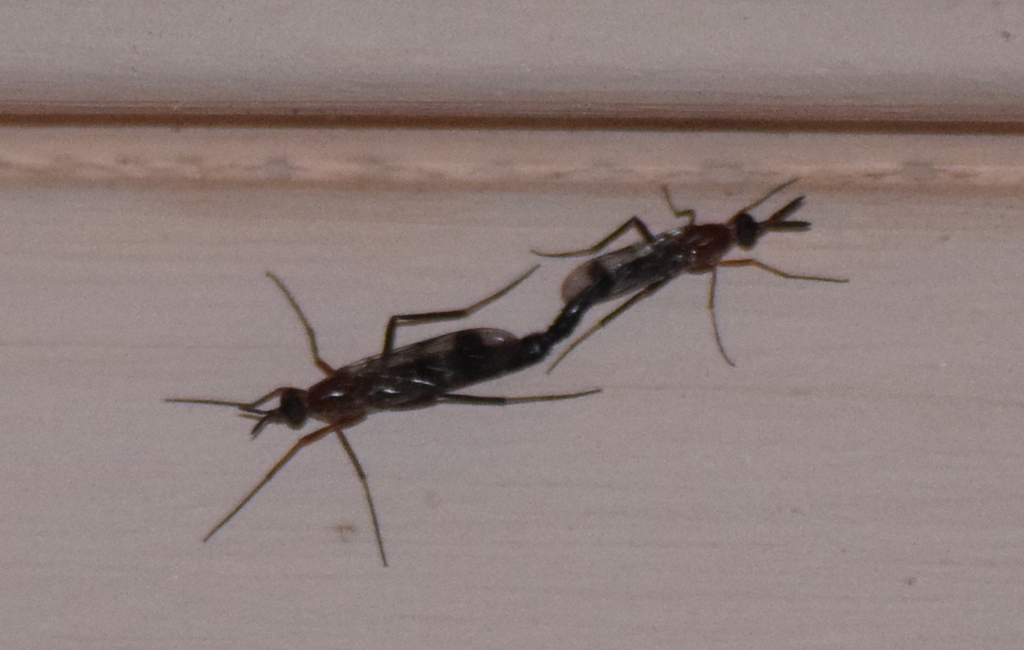 Henicomyia hubbardii