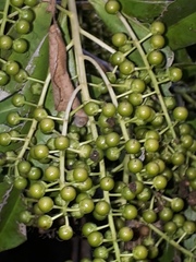 Ardisia revoluta