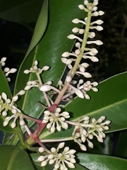 Ardisia revoluta