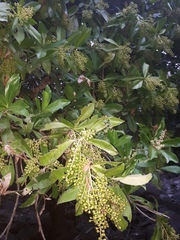 Ardisia revoluta