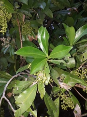 Ardisia revoluta