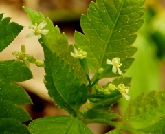 Osmorhiza depauperata