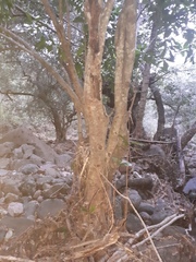 Ardisia revoluta
