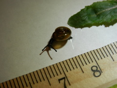 Zonitidae