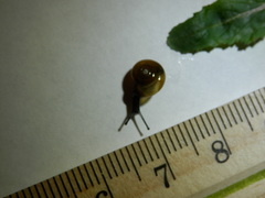 Zonitidae