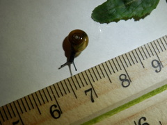 Zonitidae