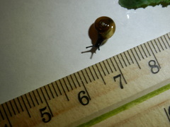 Zonitidae