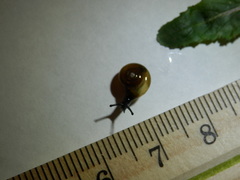 Zonitidae