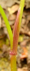 Osmorhiza depauperata