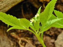 Osmorhiza depauperata