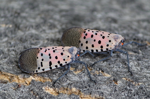 Spotted Lanternfly, photo 8 of 10