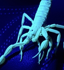 Centruroides suffusus