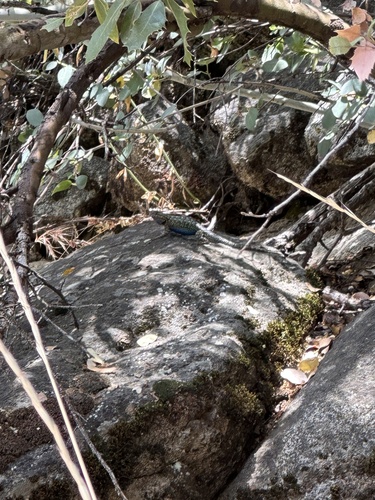 iNaturalist observation photo of Western Fence Lizard