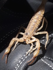 Centruroides suffusus