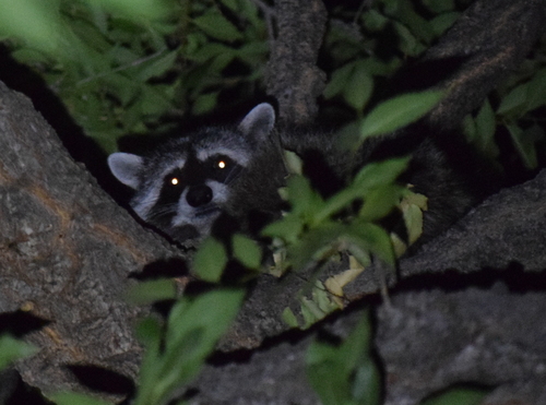 Common Raccoon photographed in Arizona