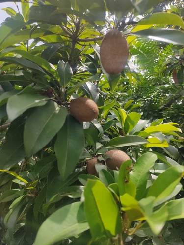 Image of Manilkara zapota by (c) Galder Gonzalez, some rights reserved (CC BY-SA)