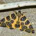 Pantherodes unciaria - Photo (c) ernstklimsa,  זכויות יוצרים חלקיות (CC BY-NC)
