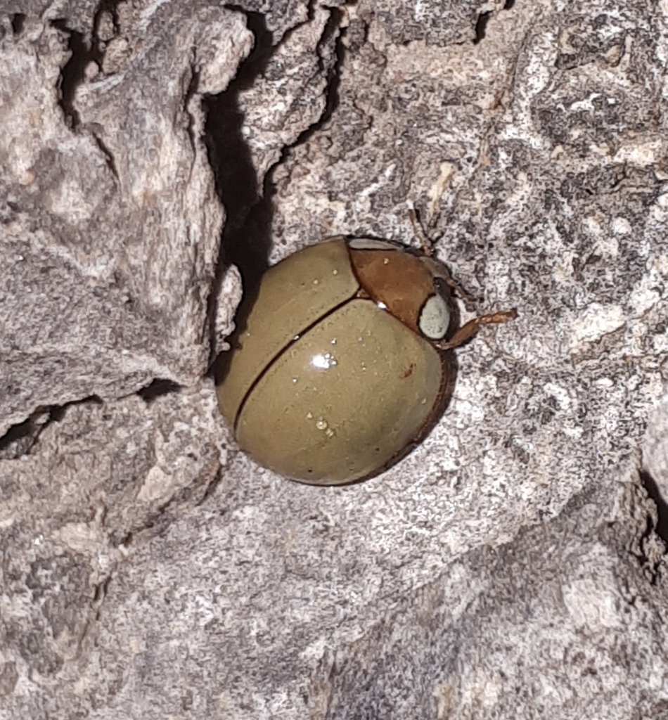 Paraneda pallidula