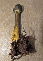 Tolypocladium capitatum