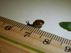Zonitidae