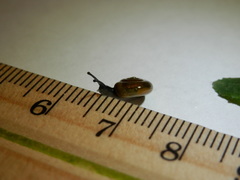 Zonitidae