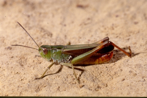 Stripe-winged Grasshopper, photo 10 of 10