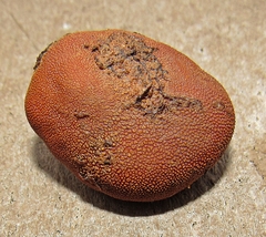 Elaphomyces verruculosus