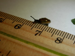 Zonitidae
