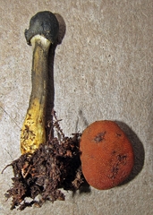 Tolypocladium capitatum