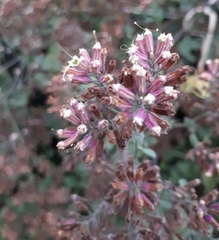 Salpianthus arenarius