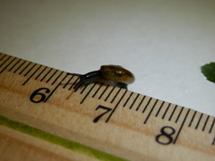 Zonitidae