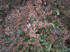 Salpianthus arenarius