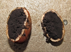 Elaphomyces verruculosus