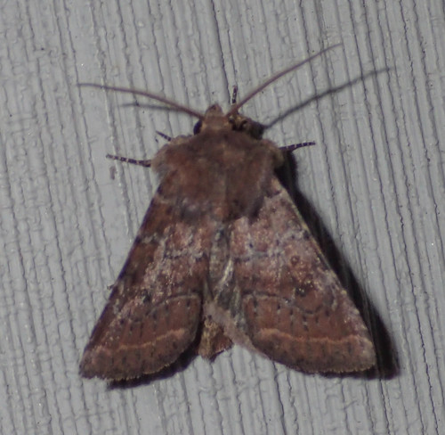 Ruddy Quaker Moth photo 5
