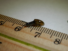 Zonitidae