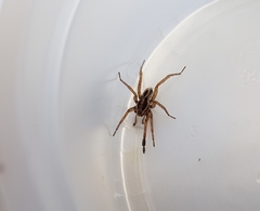 Trochosa niveopilosa