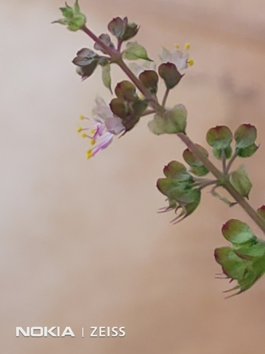 Image of Ocimum tenuiflorum by (c) Mitul and Vijul Singh, some rights reserved (CC BY)