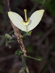 Carlowrightia