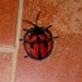 Cyclosoma - Photo (c) Edson Guilherme, some rights reserved (CC BY-NC), uploaded by Edson Guilherme